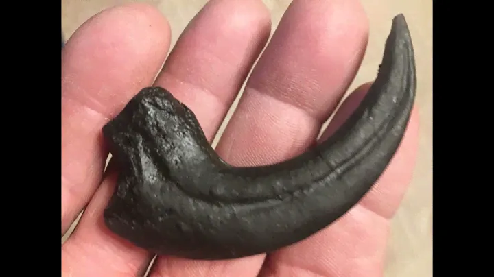 Deinonychus Bird Like Raptor Claw Fossil Replica 4 Inches Long (black)