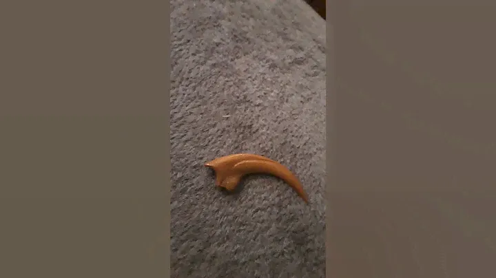 I got a velociraptor claw