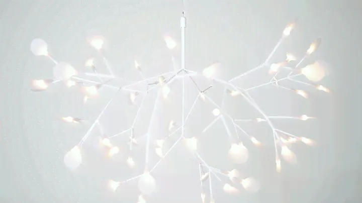 Heracleum in White