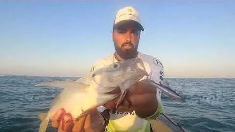 Pesca de jurelas a spinning en pajareras 💦 con el espectacular Vib Forma Adict de Little Jack 🔝🇯🇵.