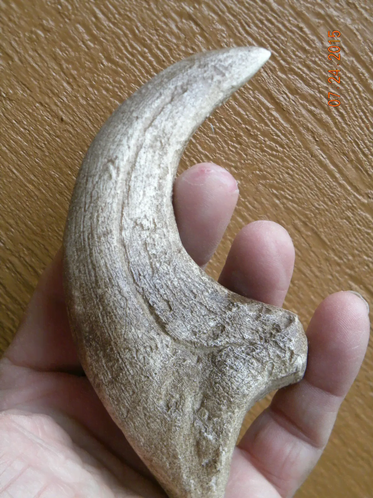 Deinonychus Jurassic world fossil velociraptor claw replica 7"